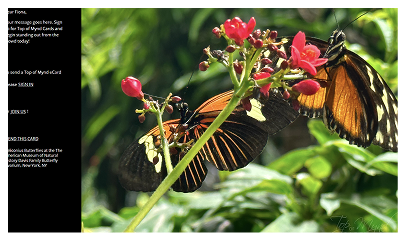 Card 2 Image